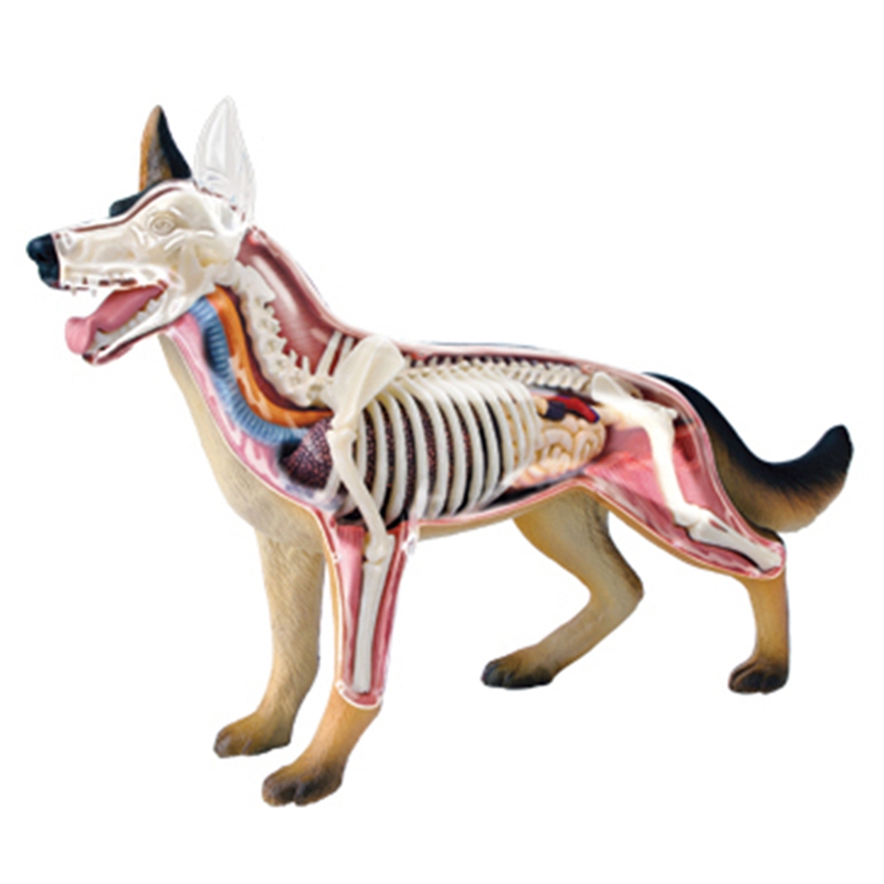 Animal Organ Anatomy Model 4D  - огляд і ціна Dog Toys